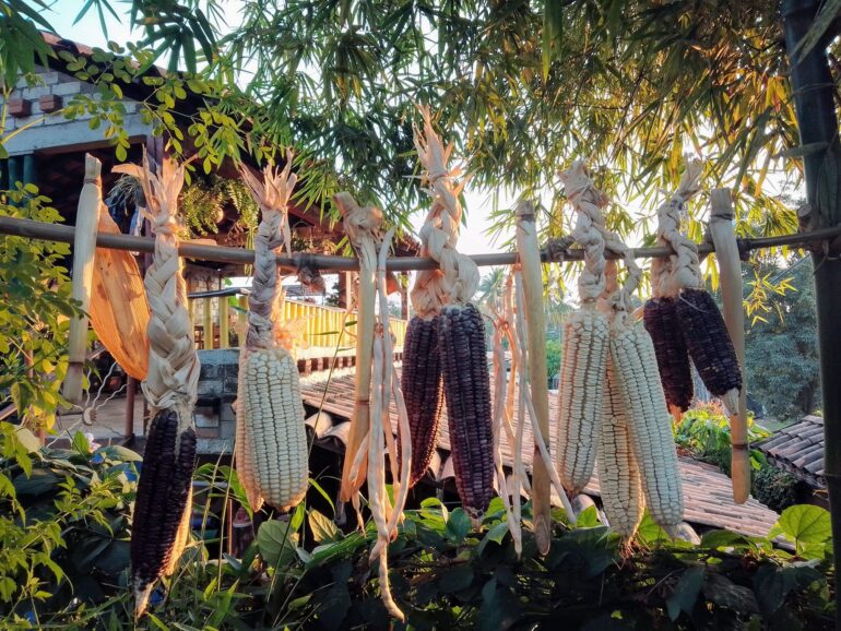 strategies for urban agroecology: revivification of home gardens and ‘trueque’ in coyuca de benítez